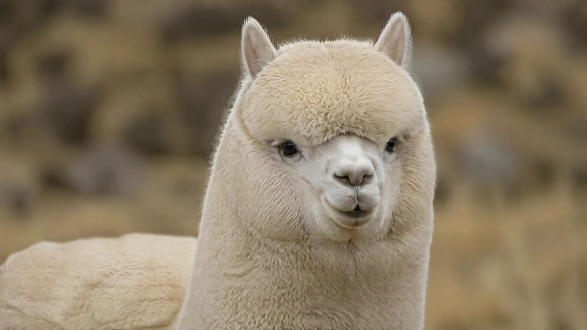 Ritratto ravvicinato di un alpaca dal vello color crema, muso chiaro e ciuffo sulla fronte, che guarda verso l'obiettivo; dietro, erba secca sfocata.