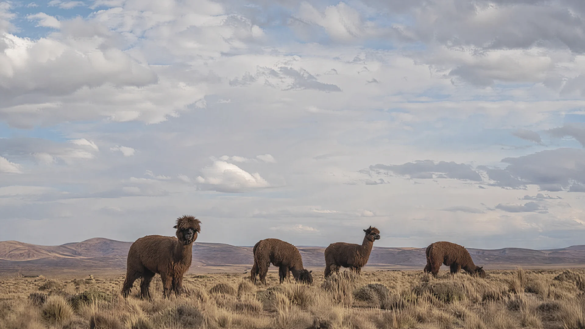 Un piccolo branco di alpaca bruni che pascola nell'altopiano andino, sotto un cielo largo di nuvole alte.