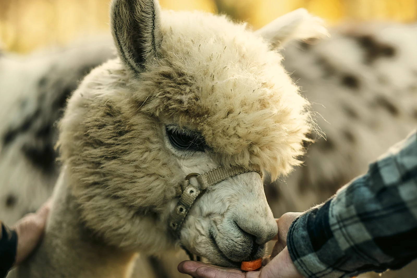 Un alpaca mangia dalla mano di una persona