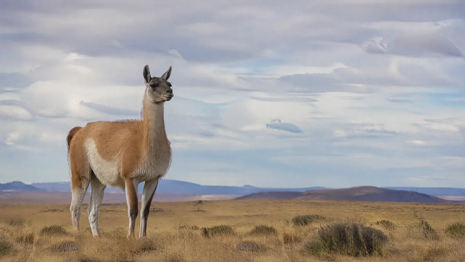 Un guanaco nella steppa.