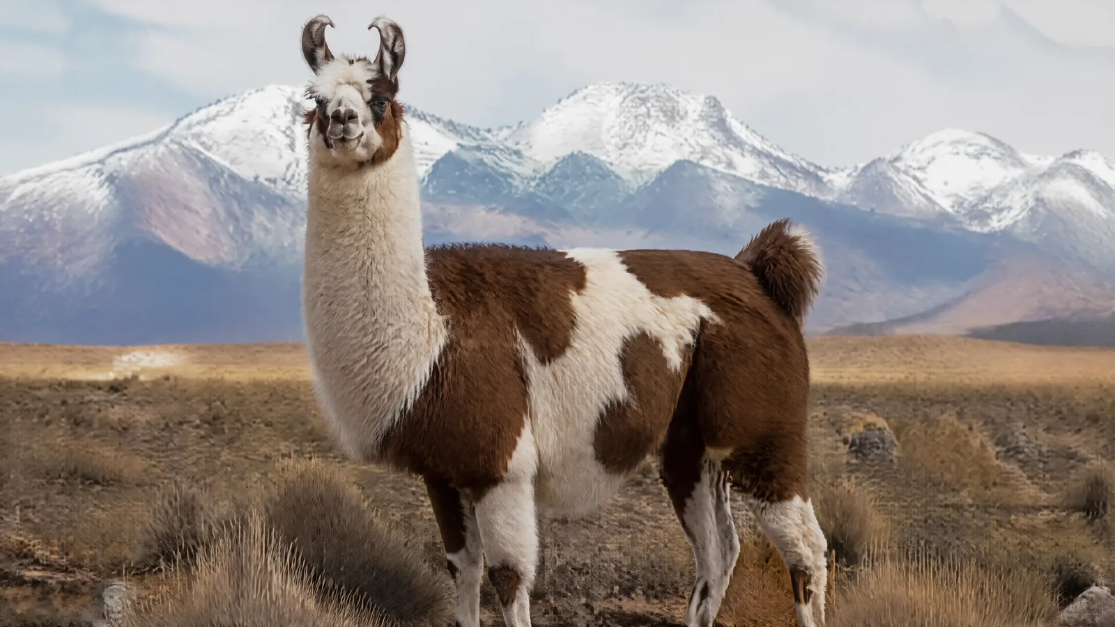 Un lama sull'altopiano, di profilo.