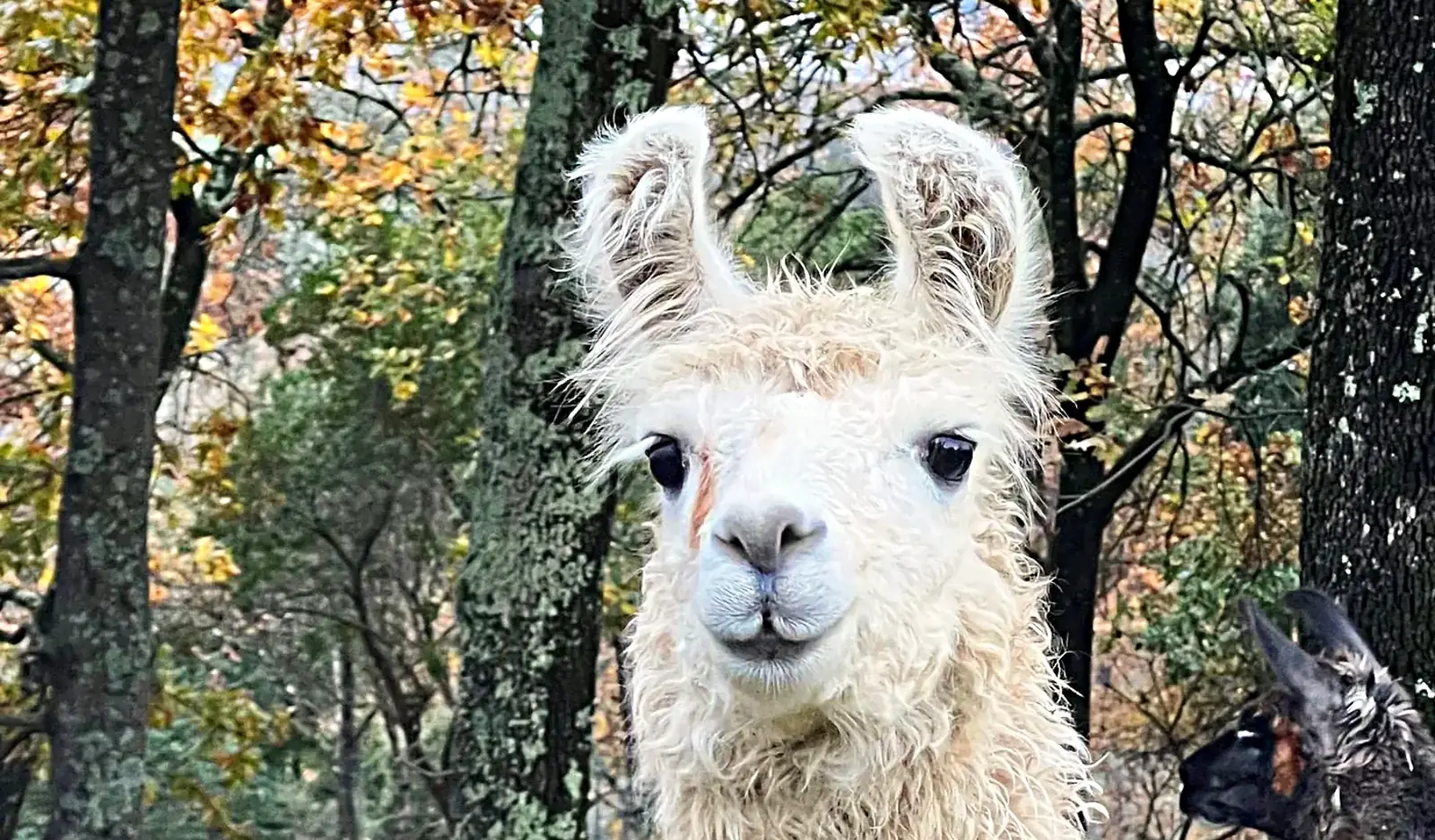 Un lama bianco guarda nell'obiettivo, il bosco autunnale alle spalle