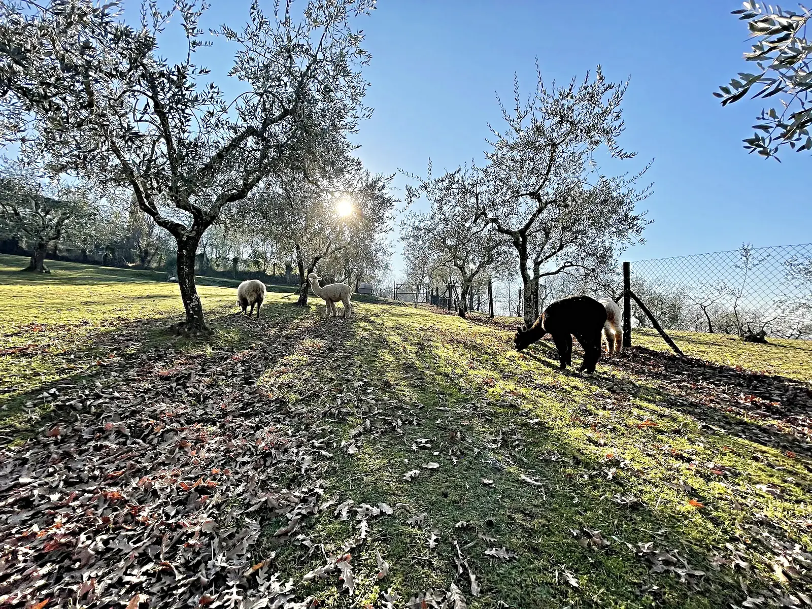Un uliveto nel primo sole del mattino, con gli animali al pascolo